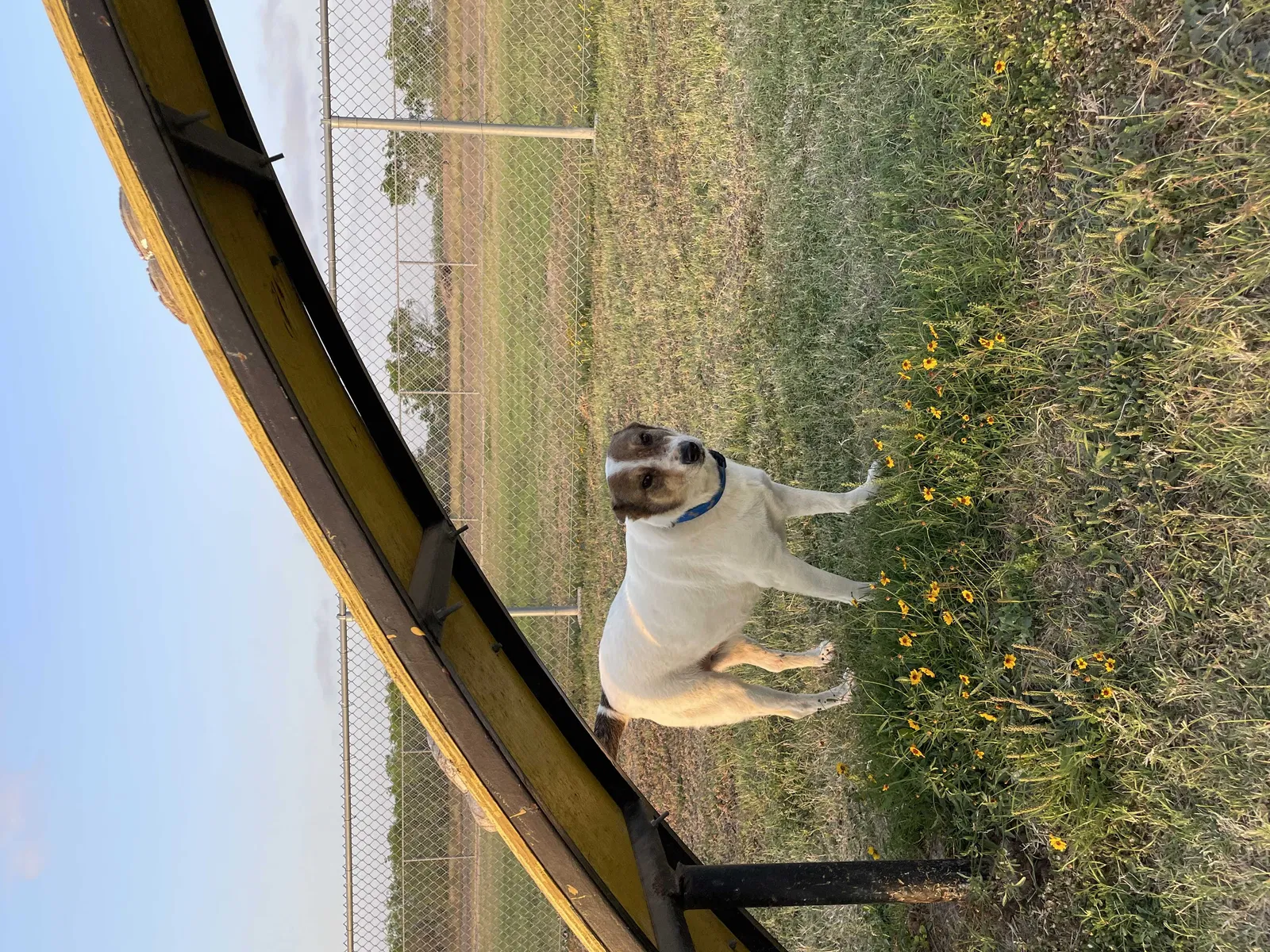 Lost dog in Mission, TX, 78572