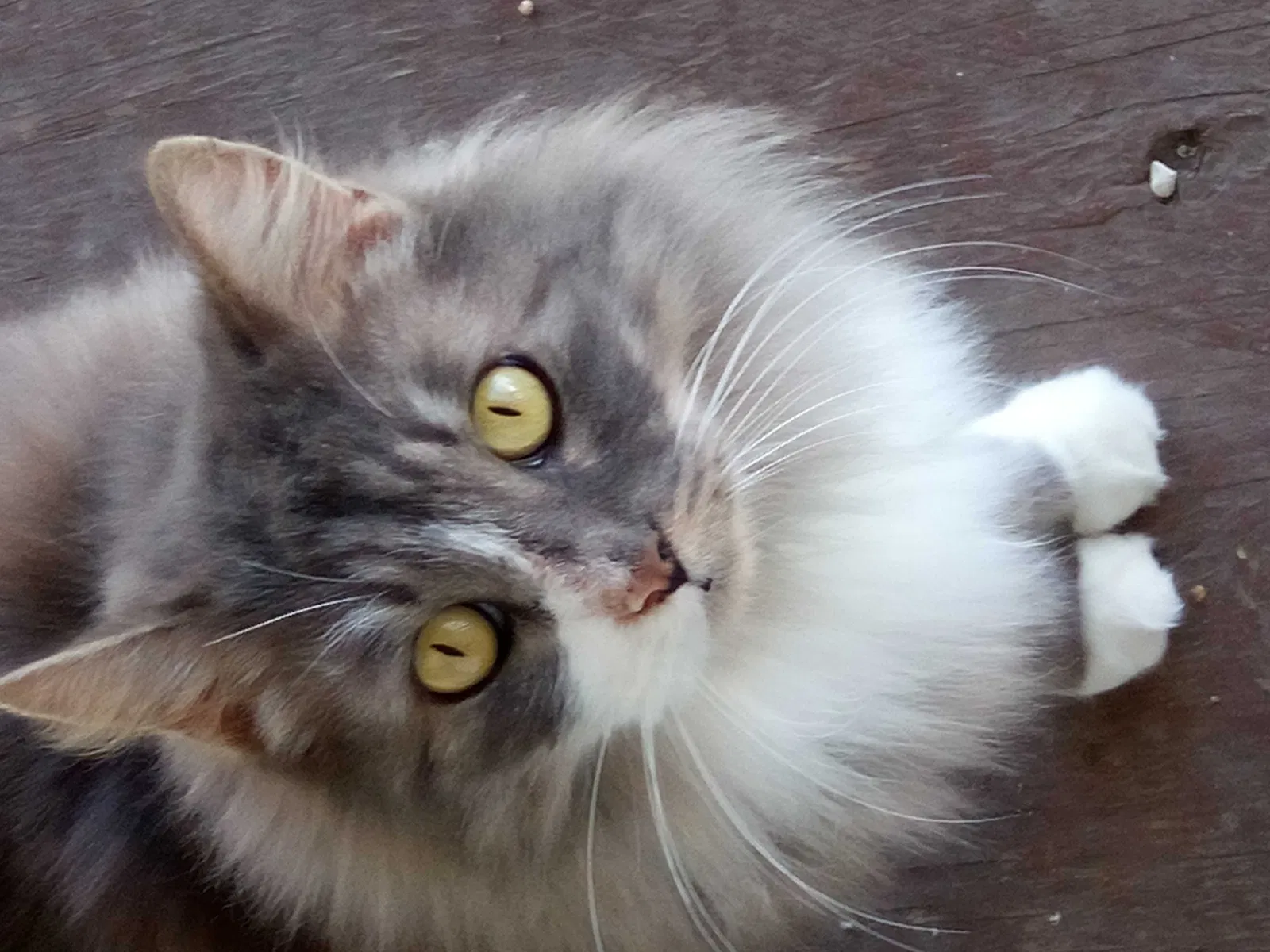 Found cat in Killeen, TX, 76549