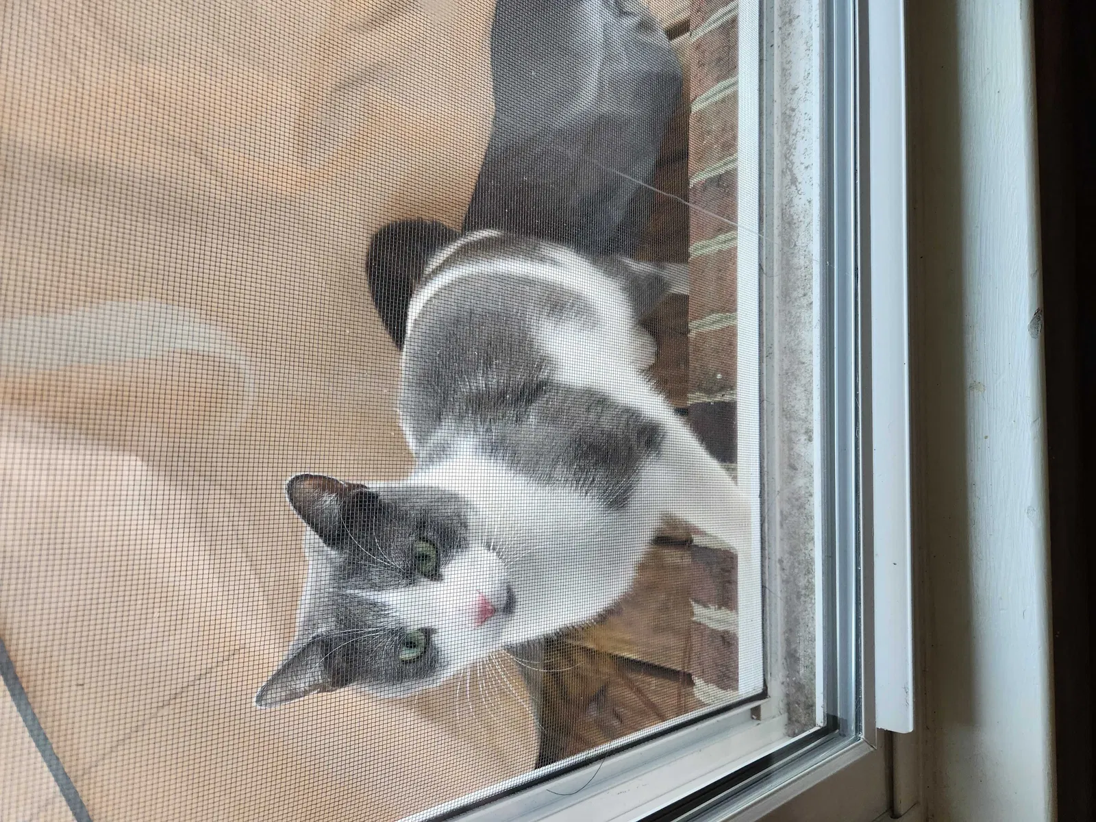 Found cat in Pinehurst, NC, 28374