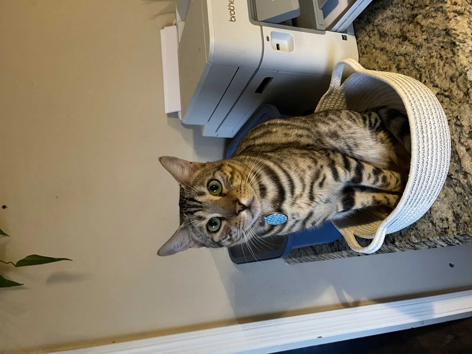 Lost cat in Scottsdale, AZ, 85257
