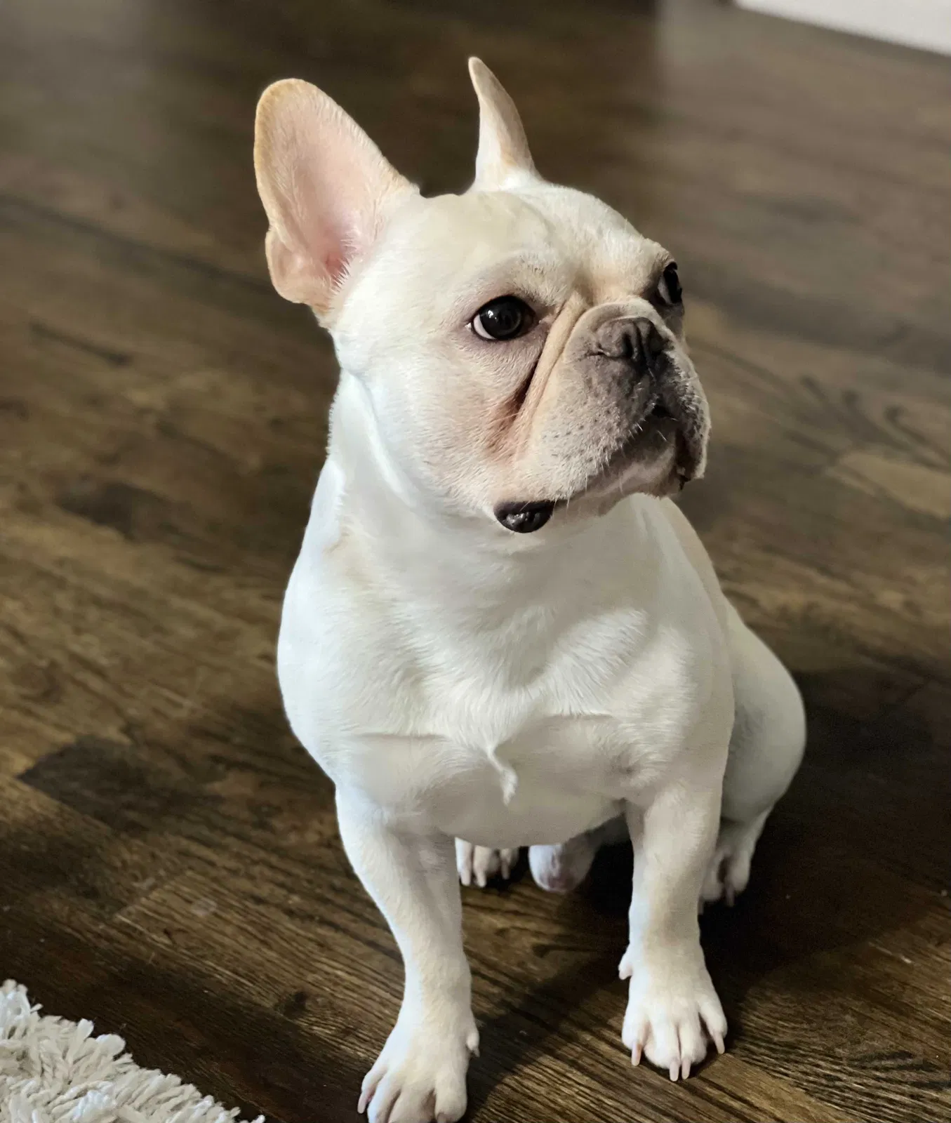 Lost dog in San Diego, CA, 92113