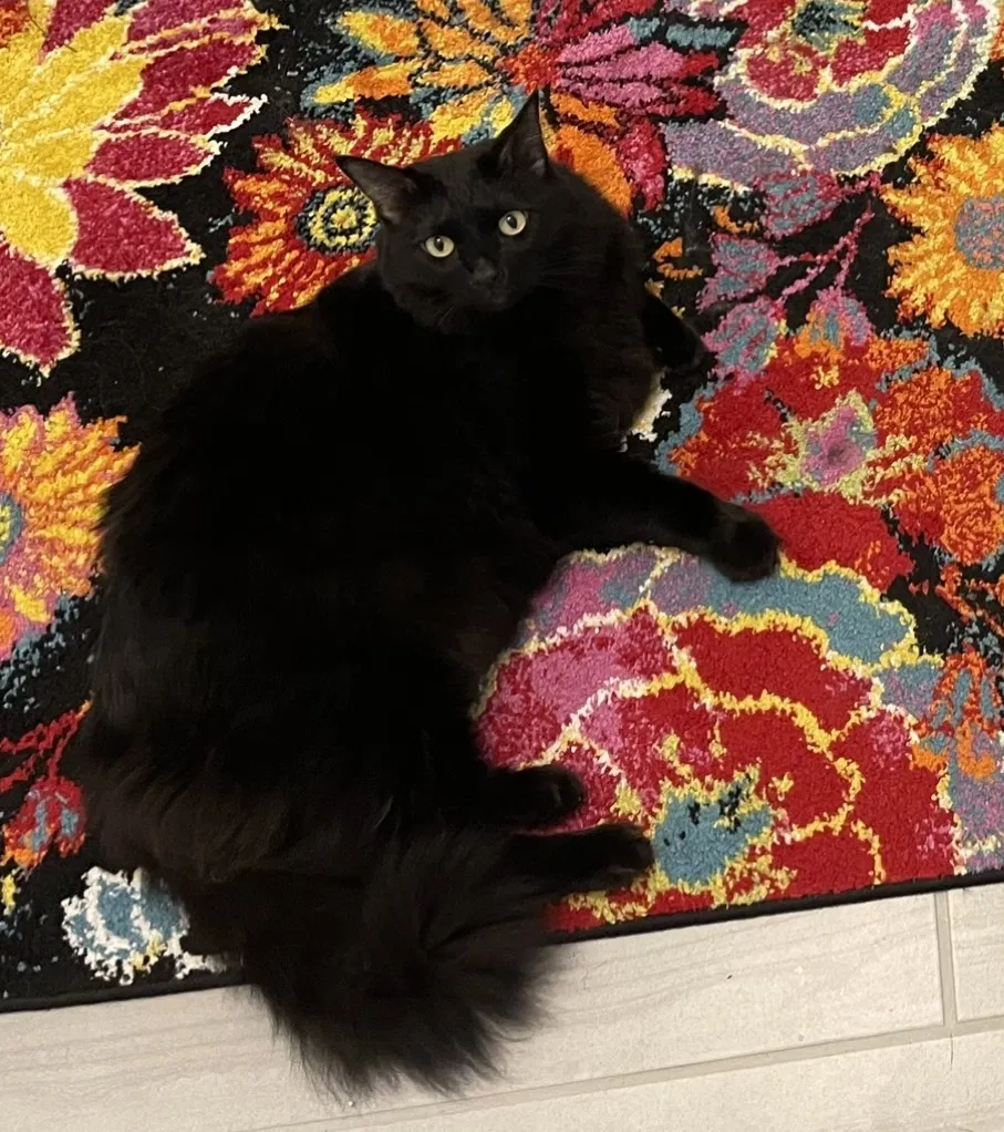 Lost cat in Winter Garden, FL, 34787
