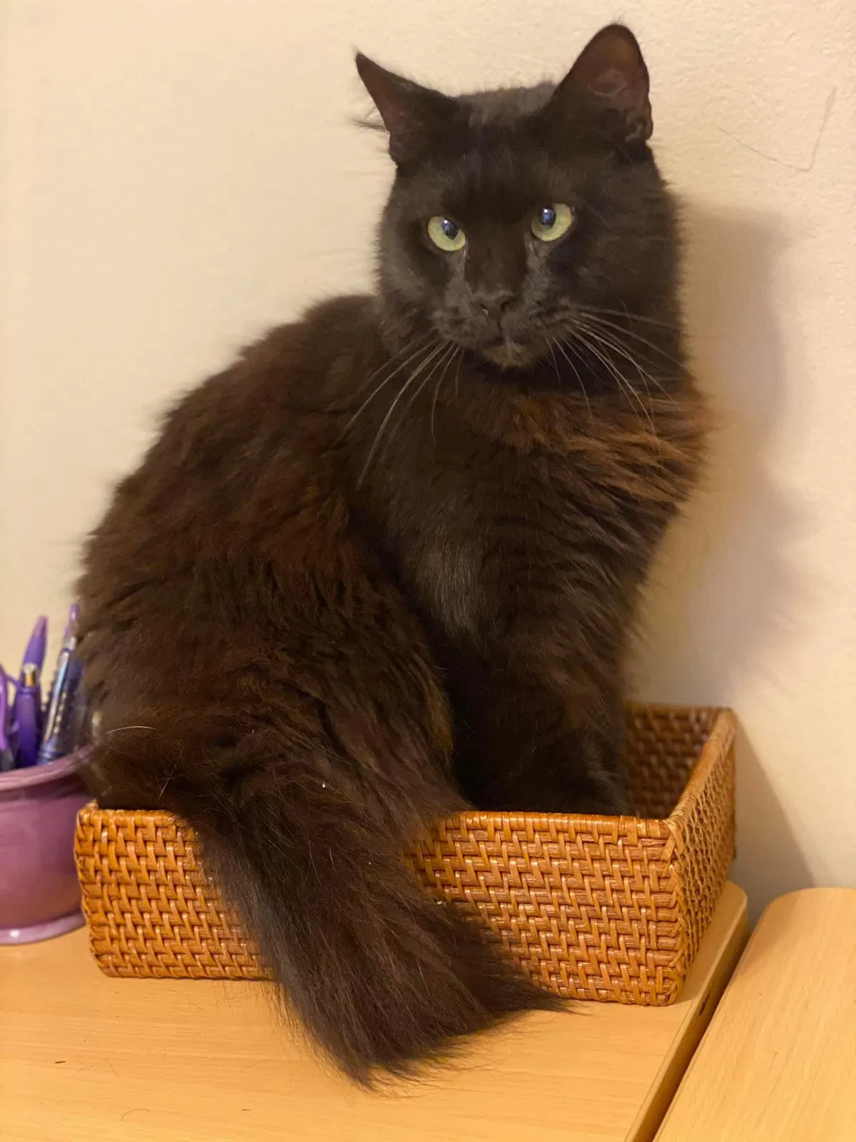 Lost cat in Boynton Beach, FL, 33436