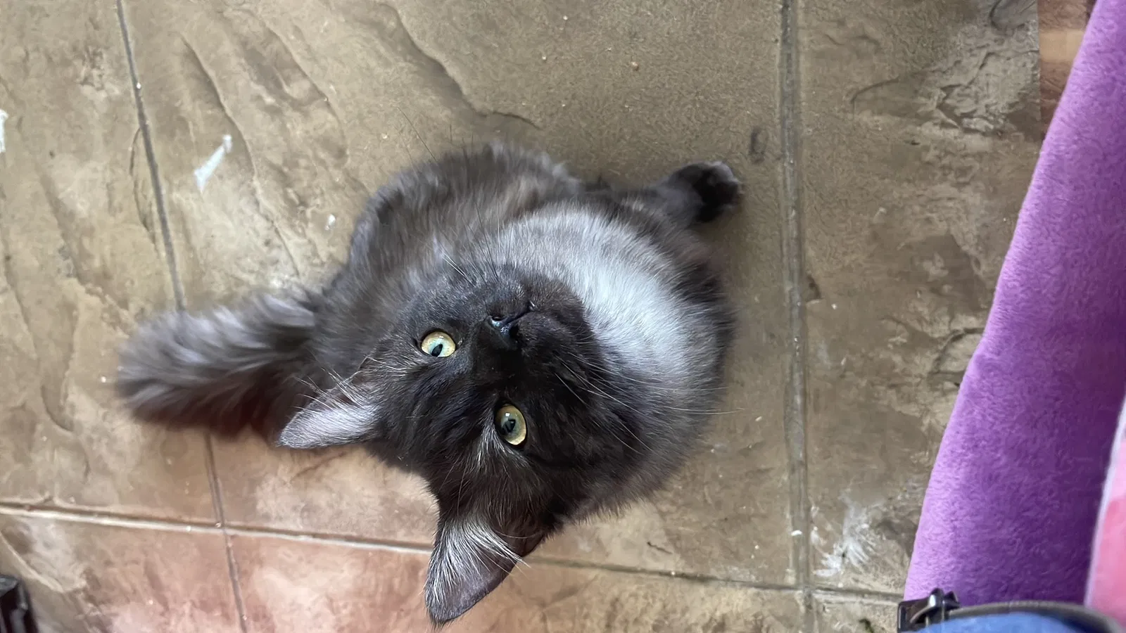 Lost cat in Salt Lake City, UT, 84129