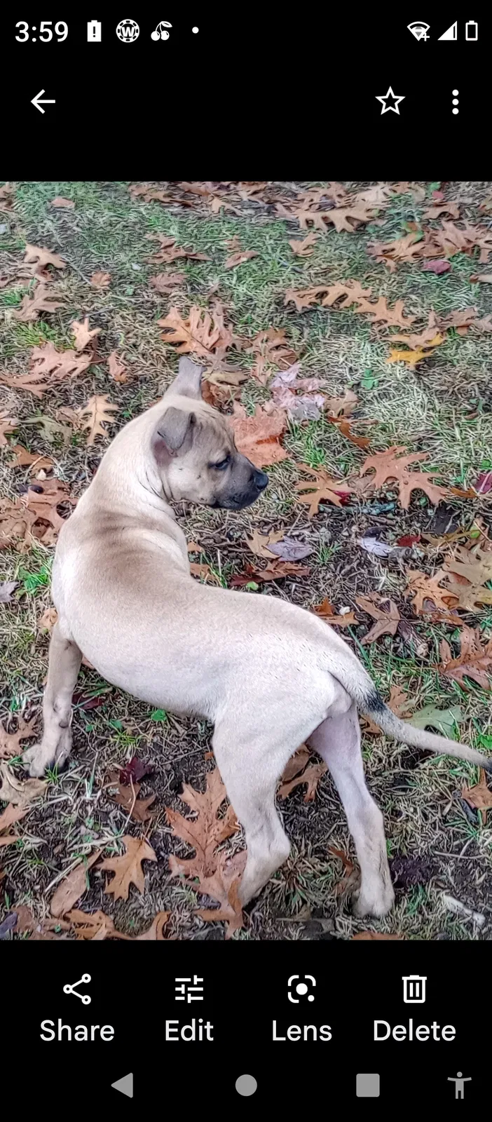 Lost dog in Evansville, IN, 47711