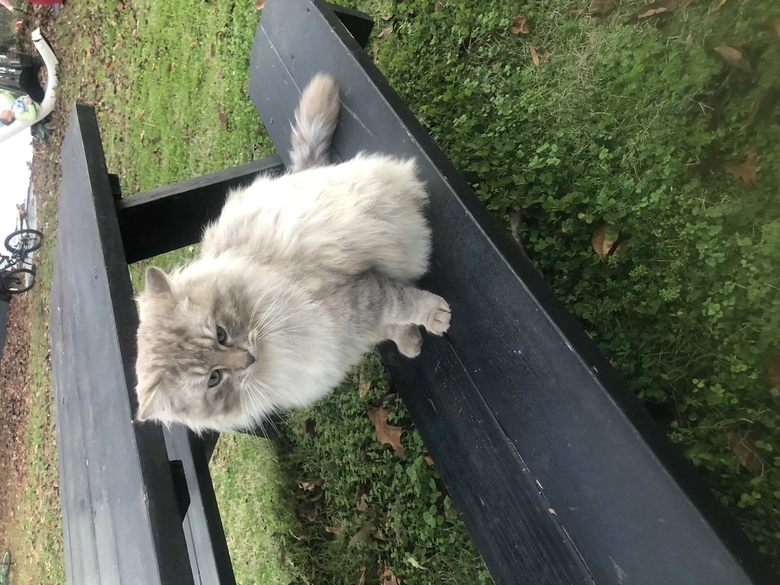 Lost cat in Athens, AL, 35611