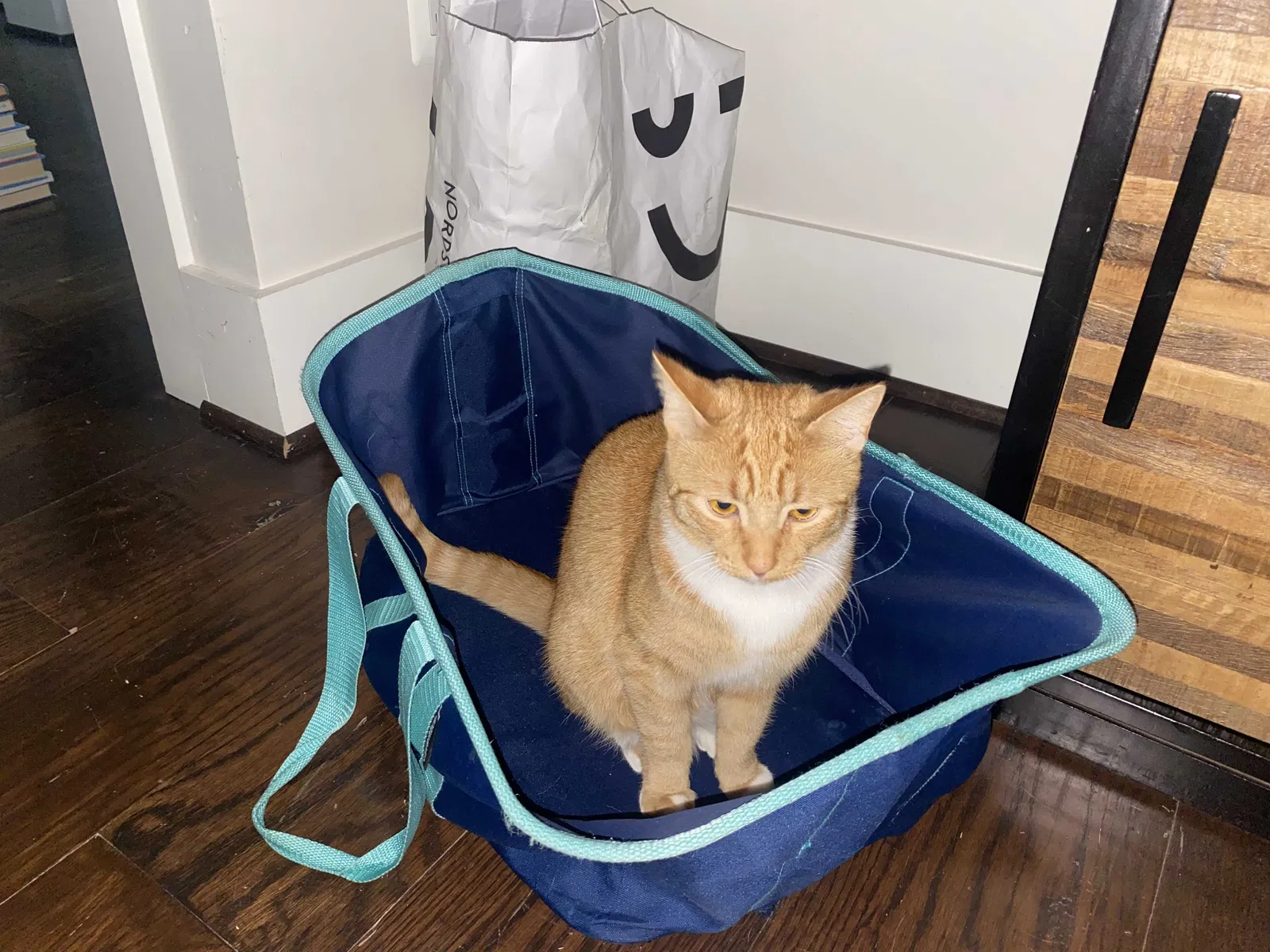 Lost cat in Kensington, MD, 20895