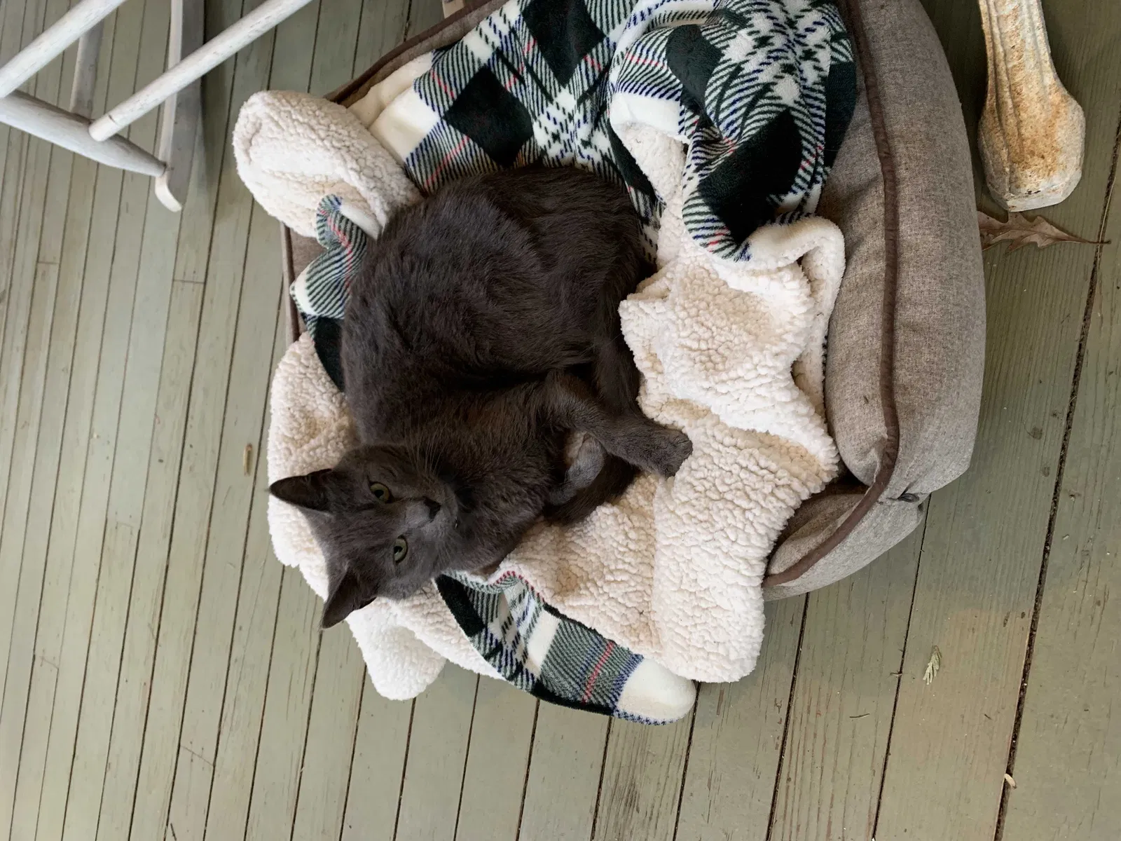 Lost cat in Falls Church, VA, 22046