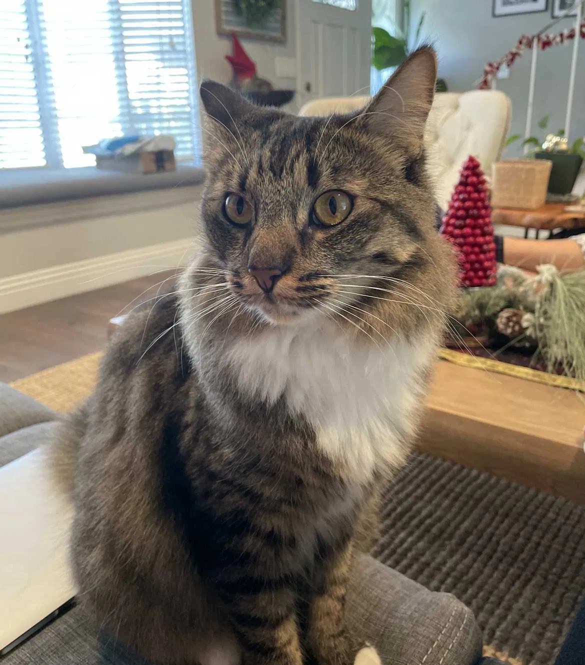 Lost cat in Nashville, TN, 37203