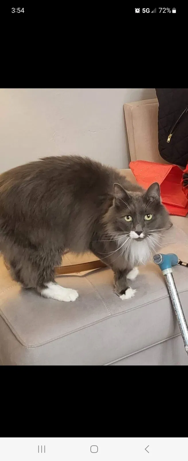 Lost cat in Zephyrhills, FL, 33540