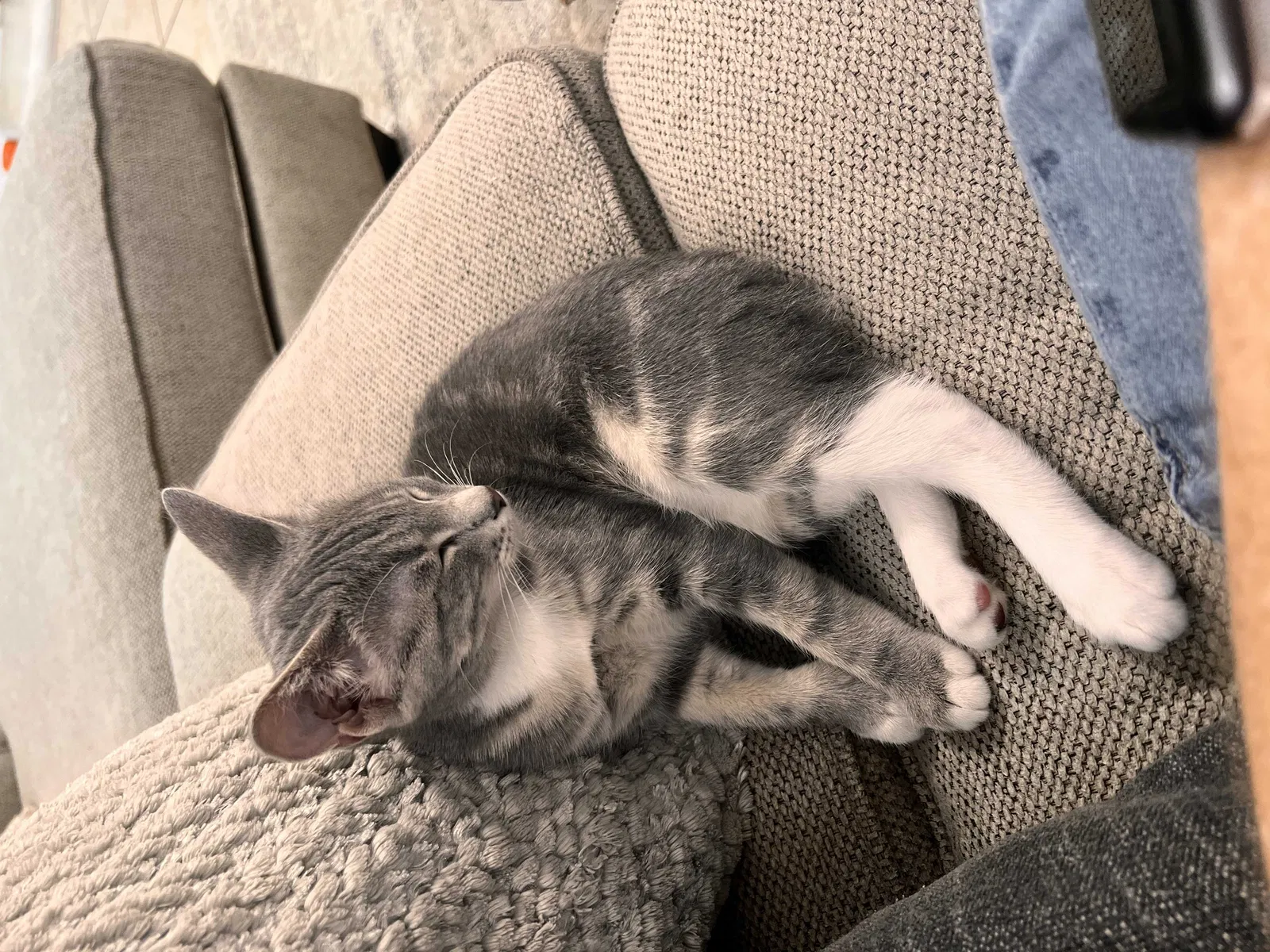 Lost cat in Conroe, TX, 77304