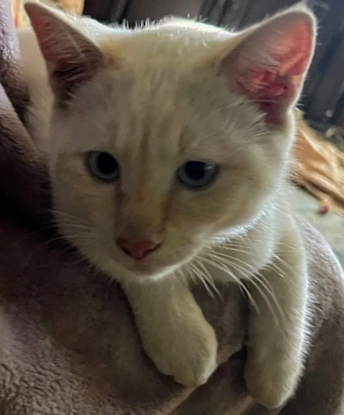 Lost cat in Pomona, CA, 91767