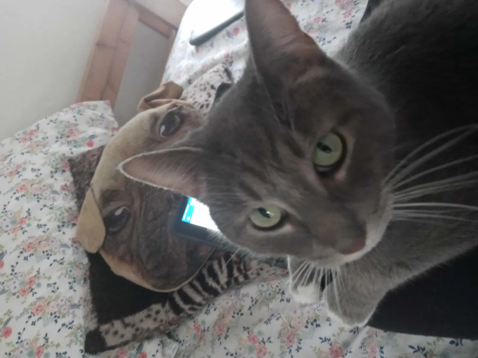 Lost cat in Elyria, OH, 44035