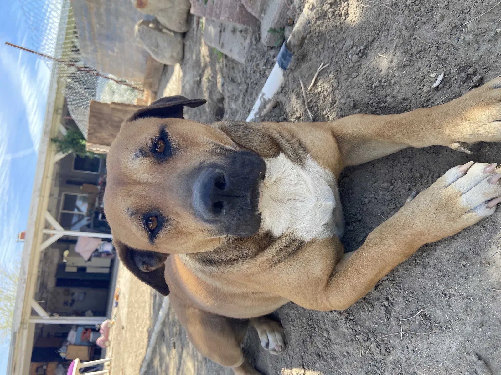 Lost dog in Palmdale, CA, 93591