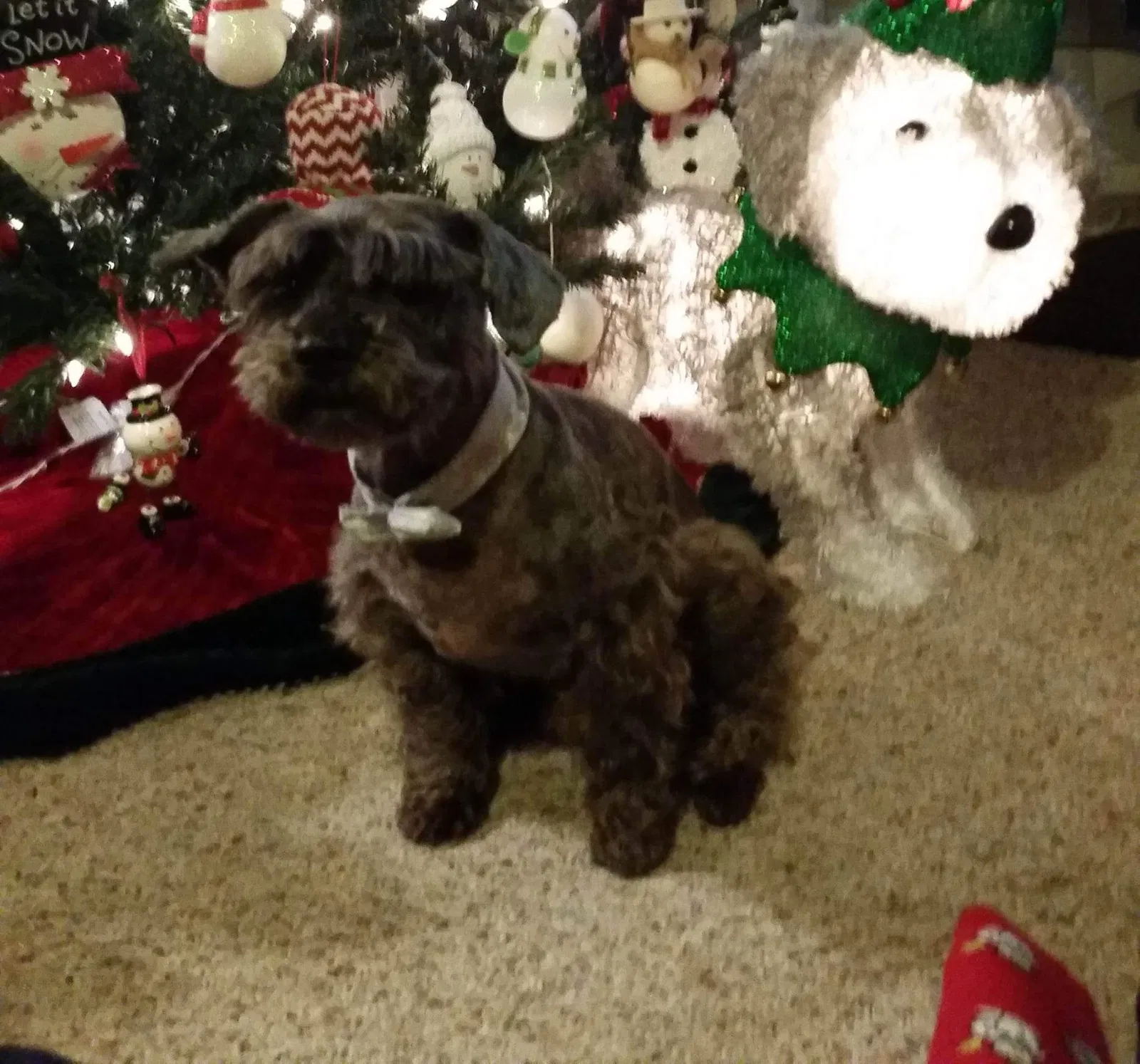 Lost dog in San Antonio, TX, 78220