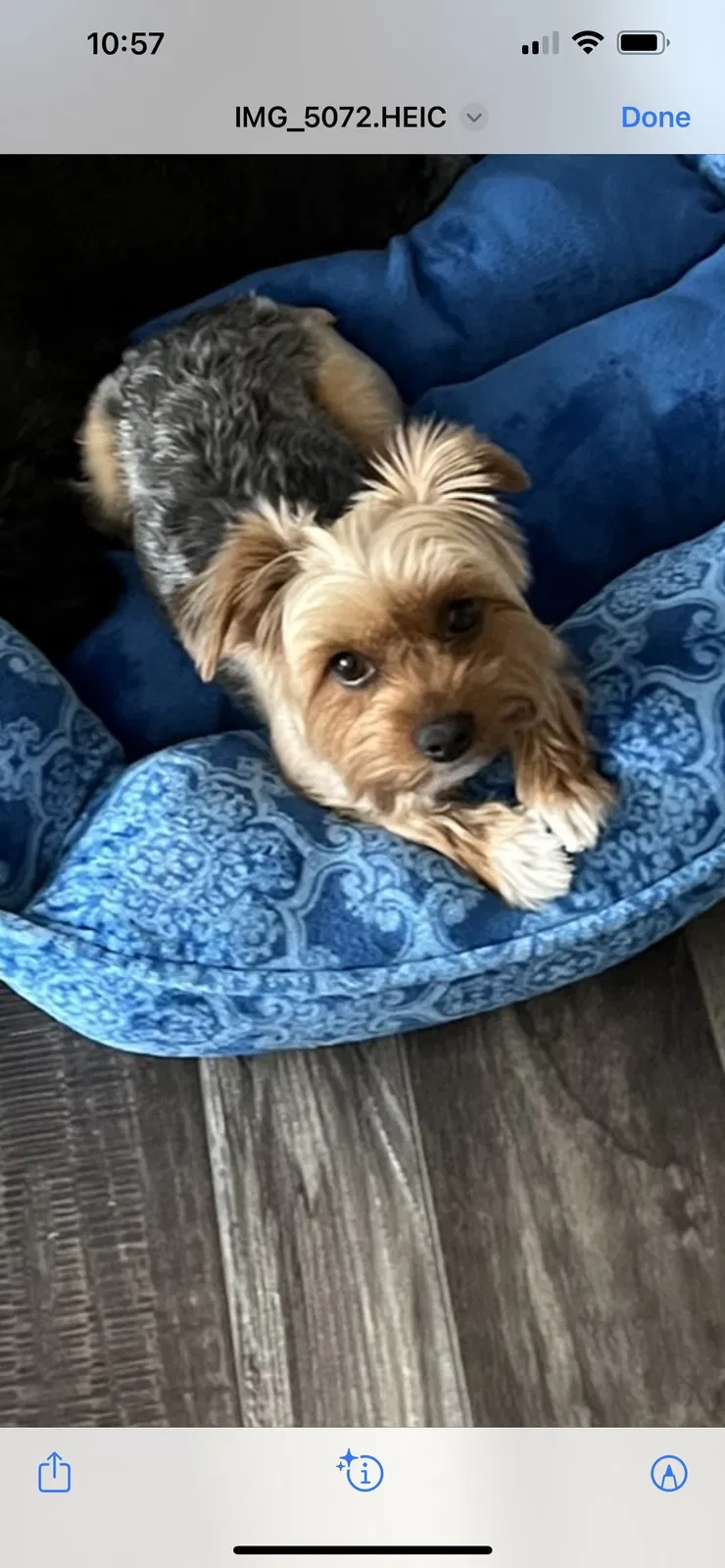 Lost dog in Peoria, AZ, 85383