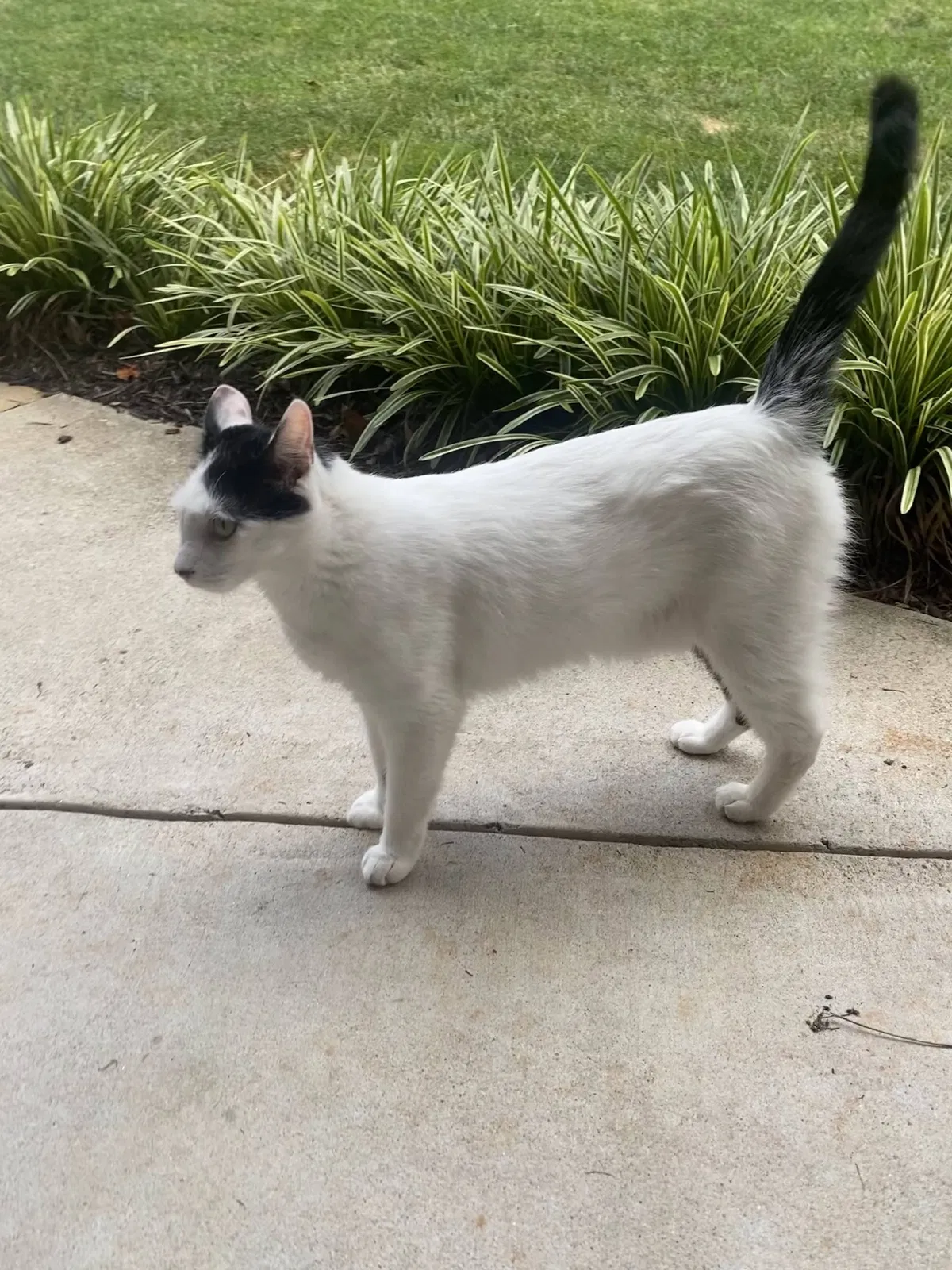 Lost cat in Rock Hill, SC, 29730