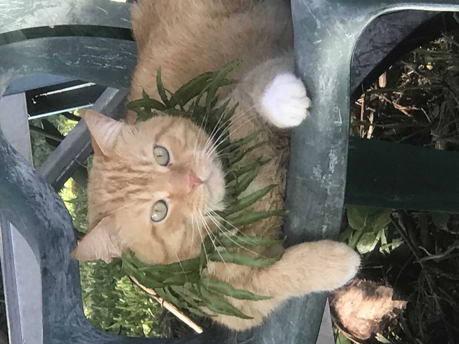 Lost cat in Fort Lauderdale, FL, 33317