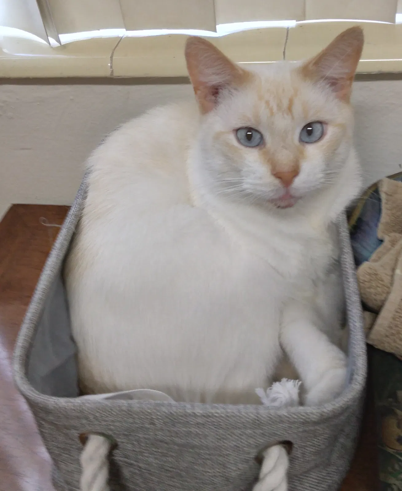 Lost cat in Dania, FL, 33004