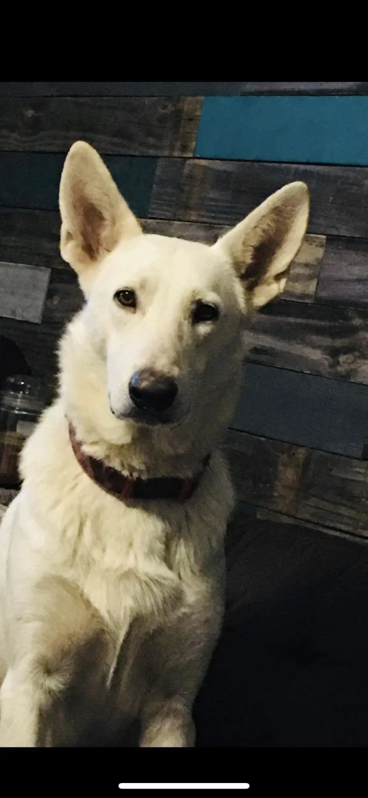 Lost dog in Lake City, FL, 32025