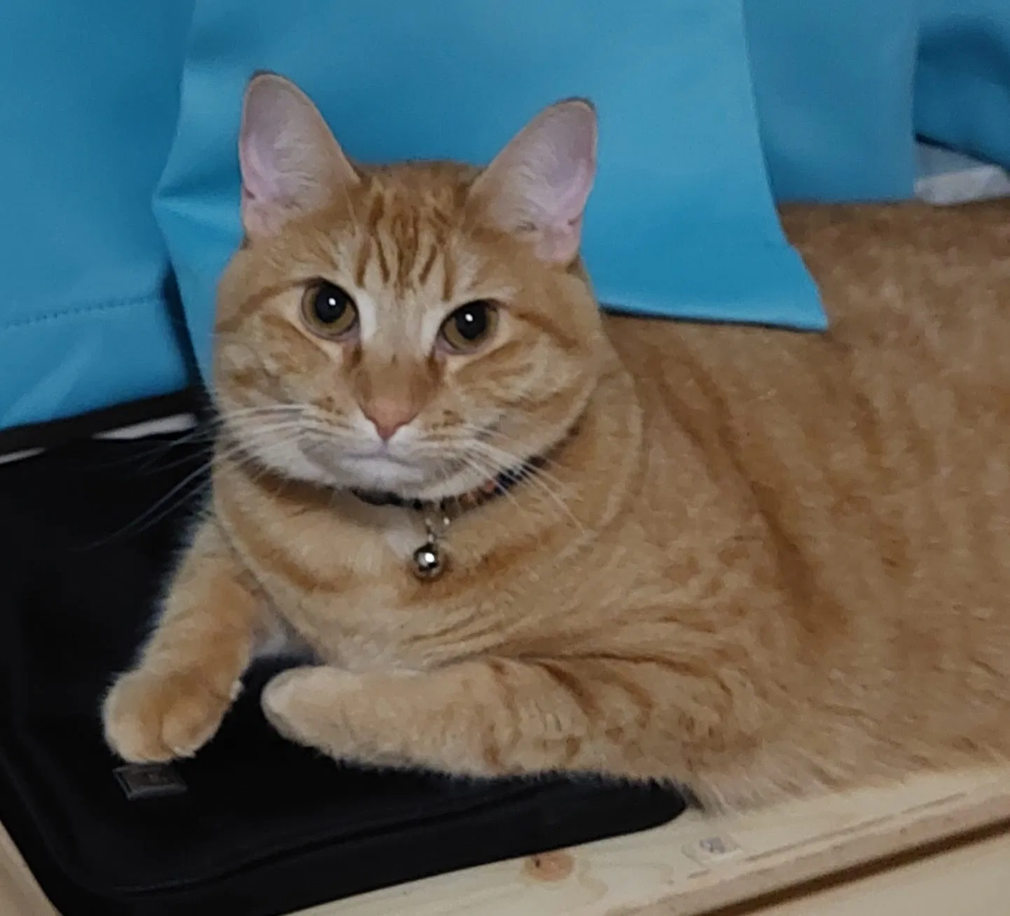Lost cat in Fort Pierce, FL, 34951
