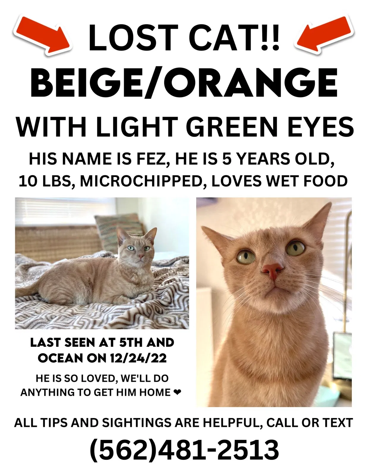 Lost cat in Seal Beach, CA, 90740