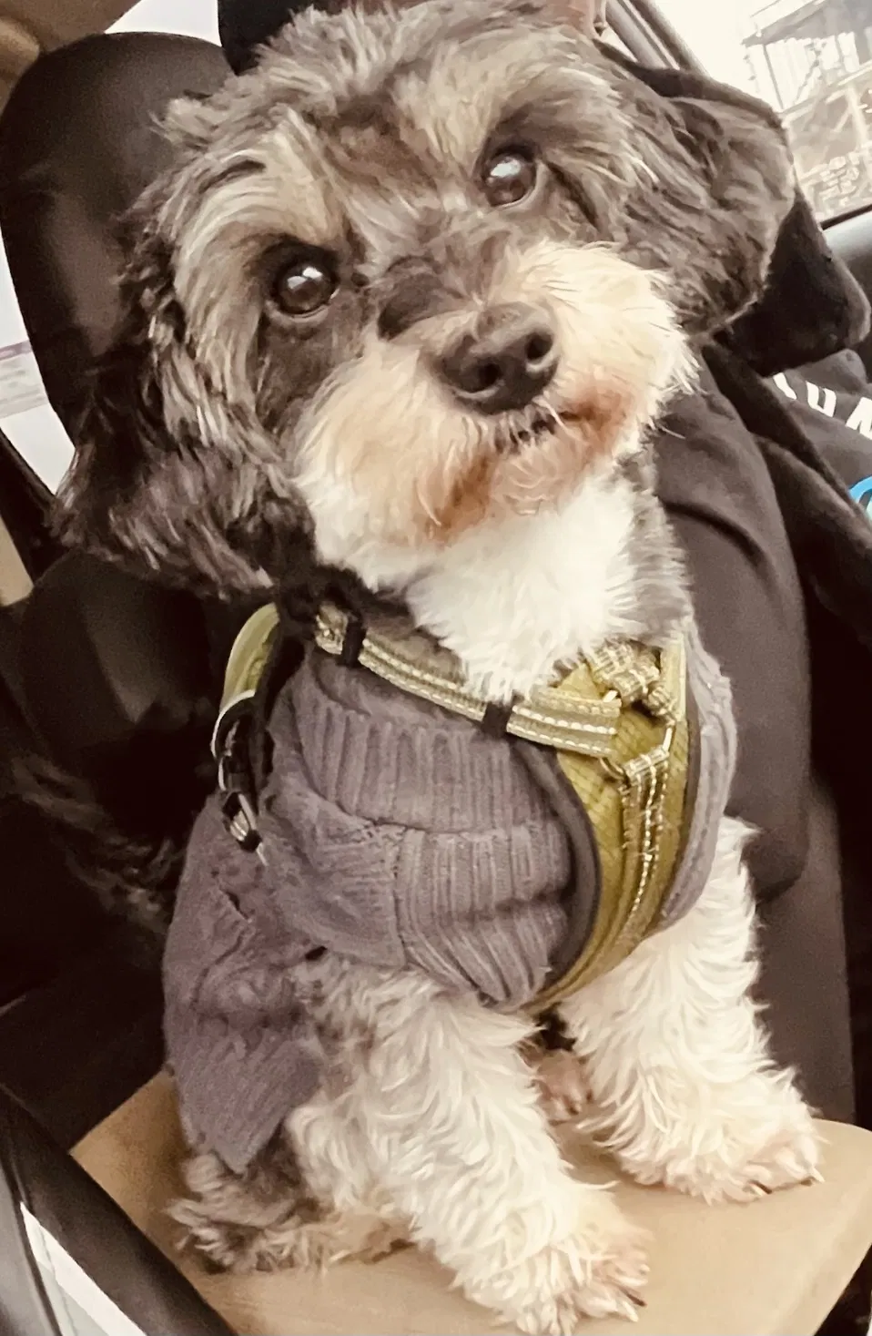Lost dog in La Porte, TX, 77571