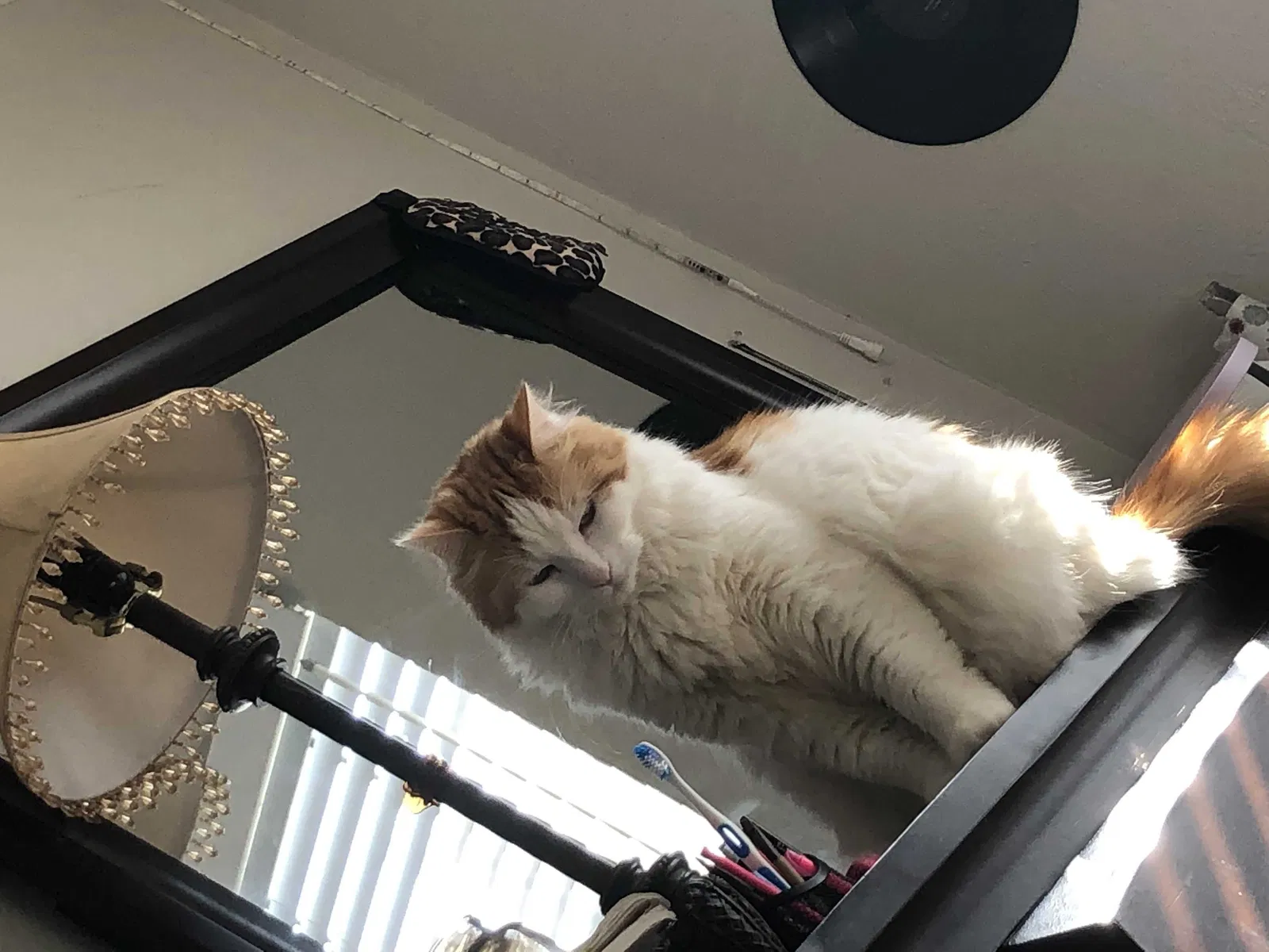 Lost cat in Rowlett, TX, 75089
