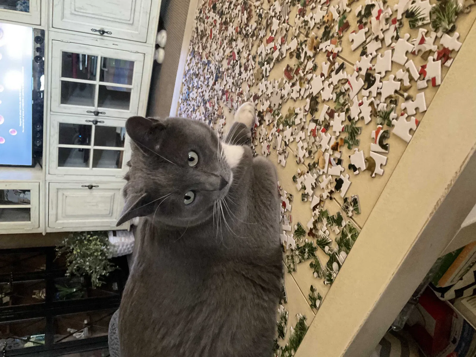 Lost cat in Amarillo, TX, 79119