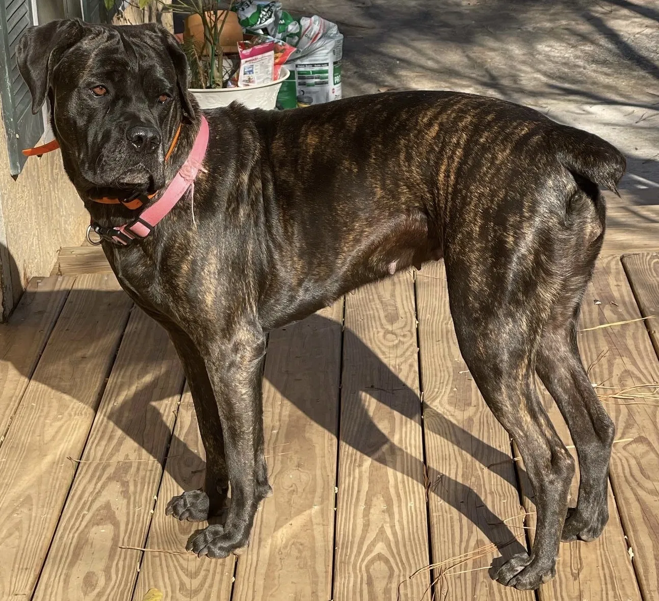 Lost dog in Rex, GA, 30273