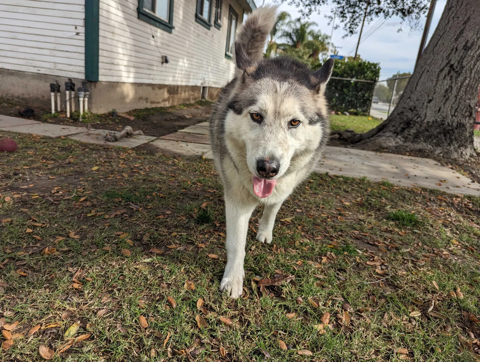 Found dog in Azusa, CA, 91702