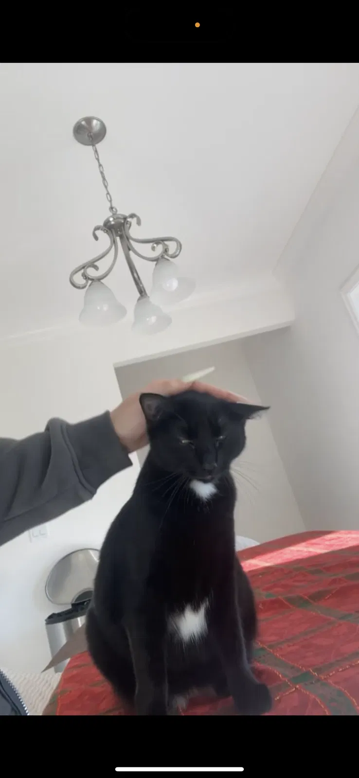 Lost cat in San Antonio, FL, 33576