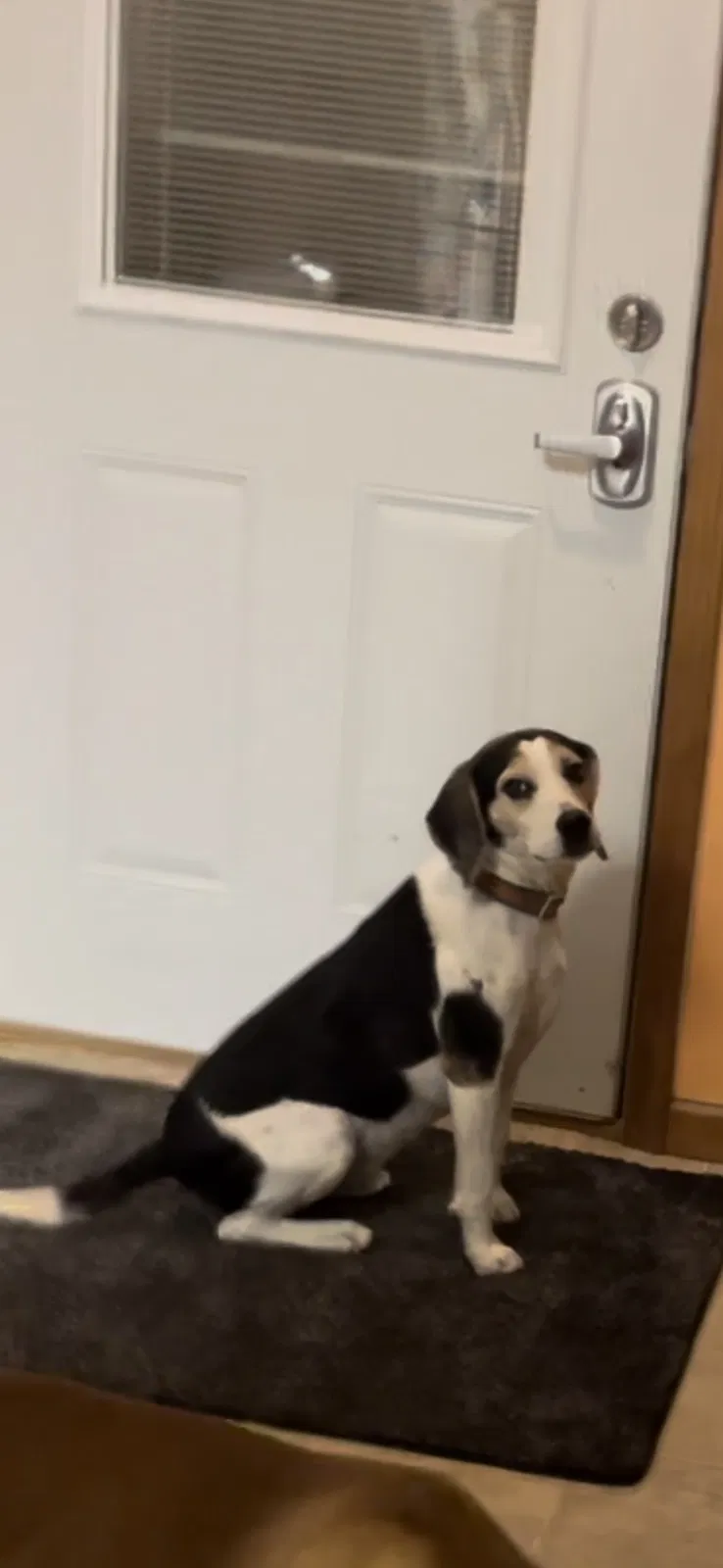 Lost dog in Columbia City, IN, 46725