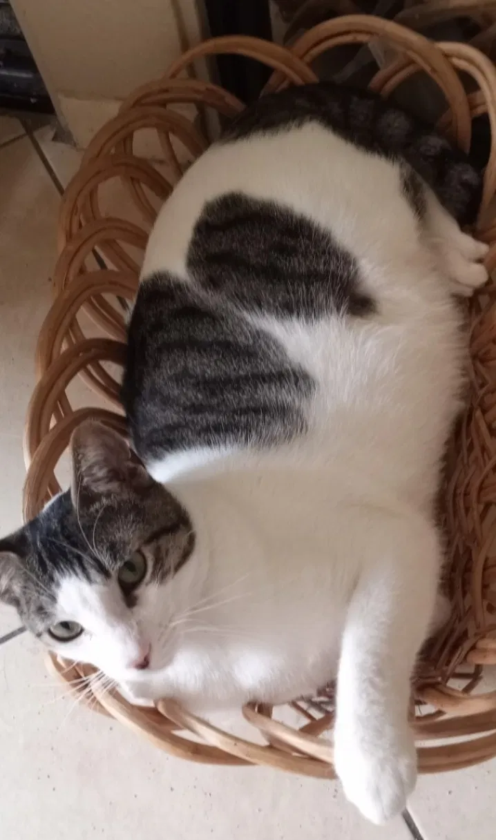 Lost cat in San Diego, CA, 92154