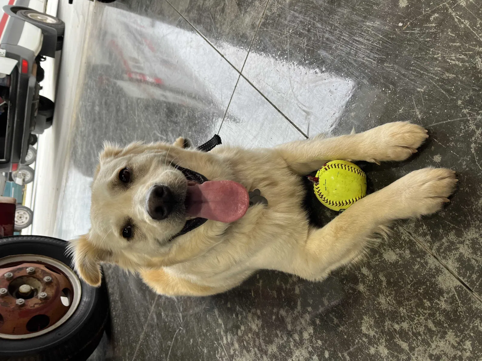 Lost dog in Lawndale, NC, 28090