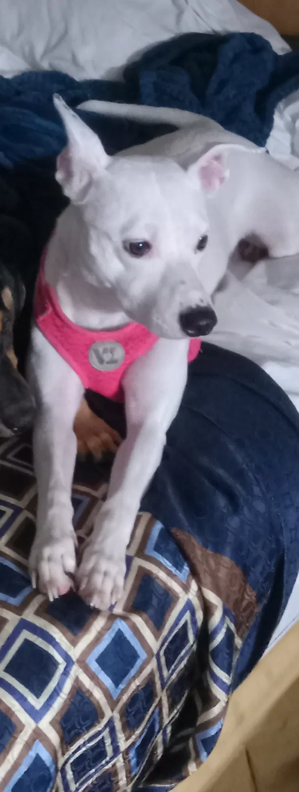 Lost dog in Mullins, SC, 29574