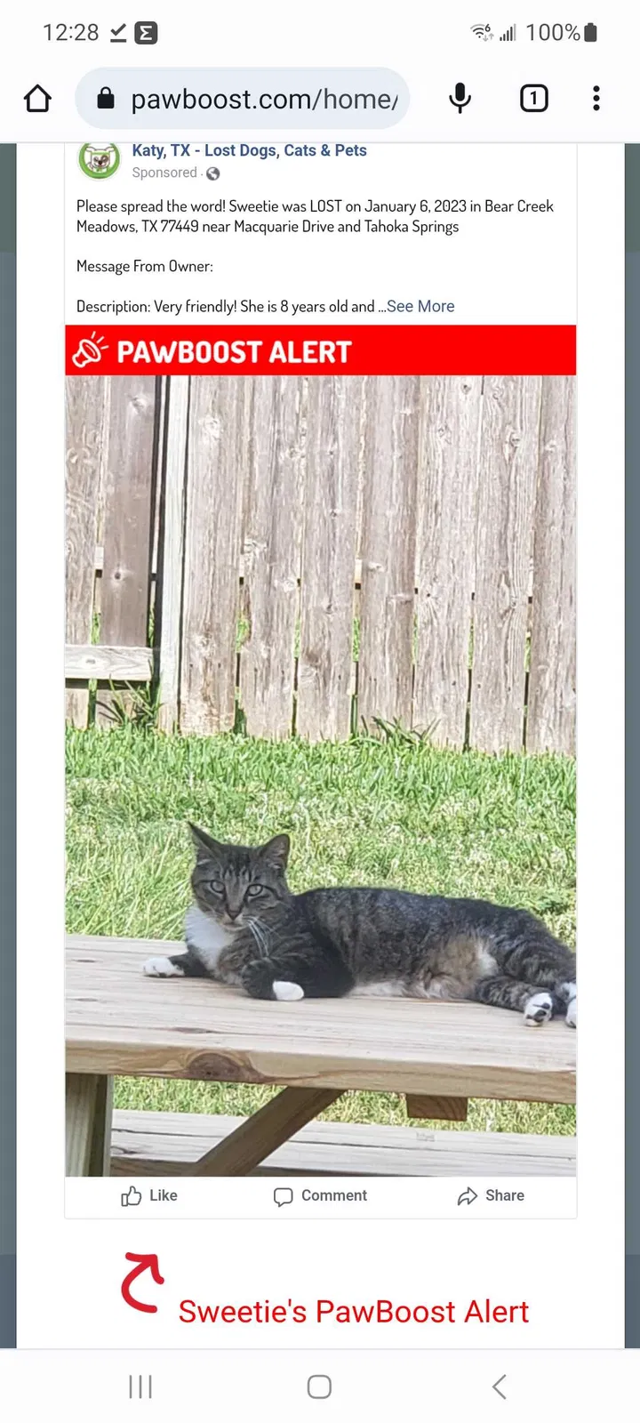 Lost cat in Katy, TX, 77449