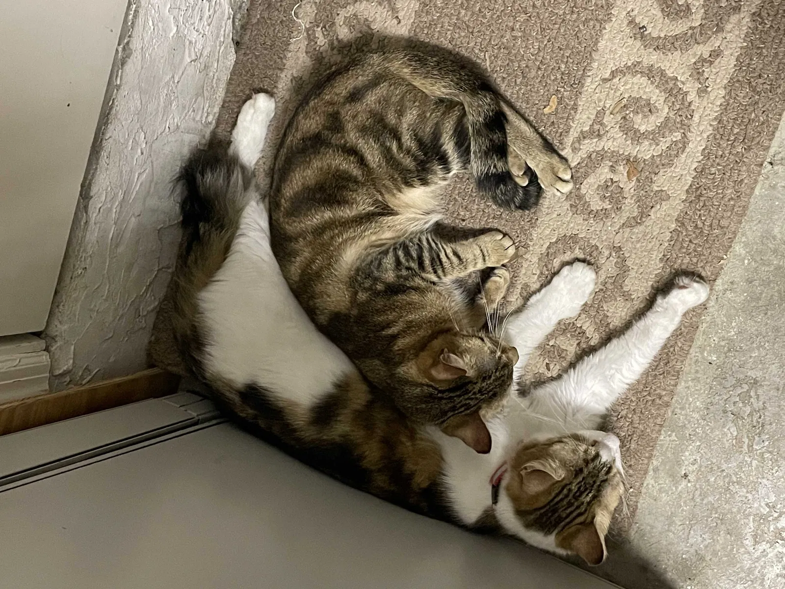 Found cat in Fort Lauderdale, FL, 33351
