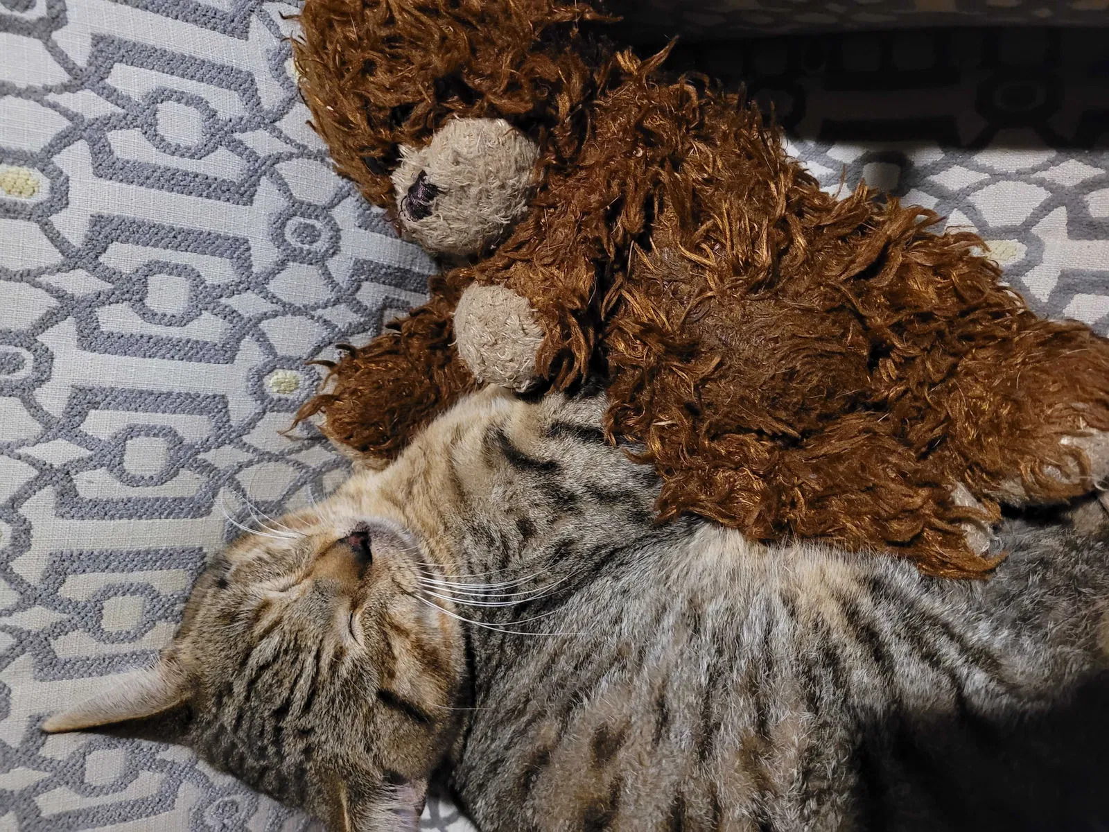 Lost cat in Burleson, TX, 76028
