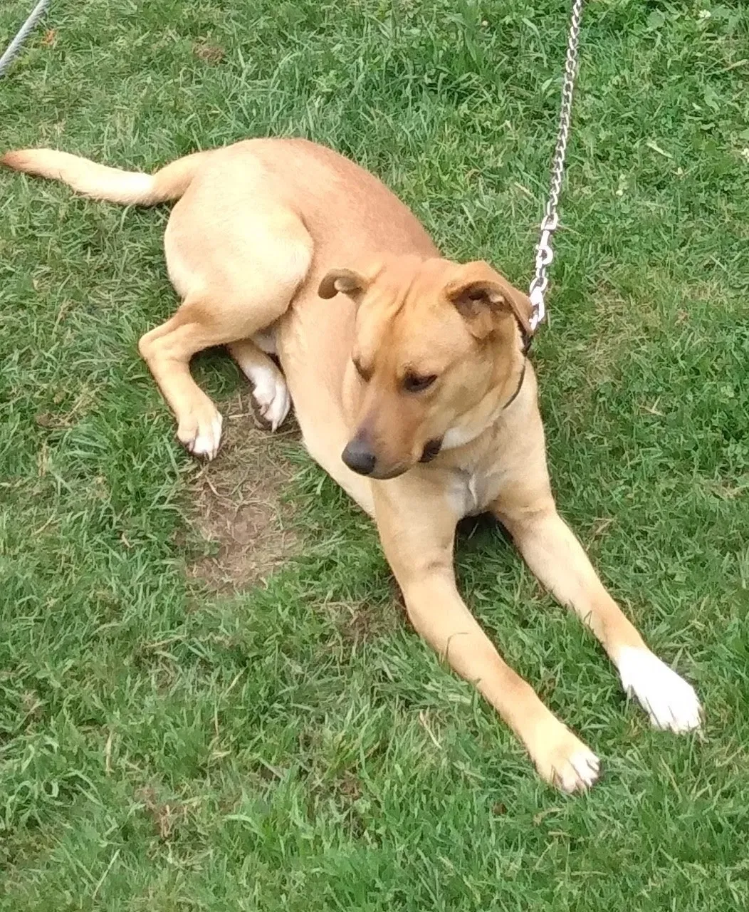 Lost dog in Wasilla, AK, 99623