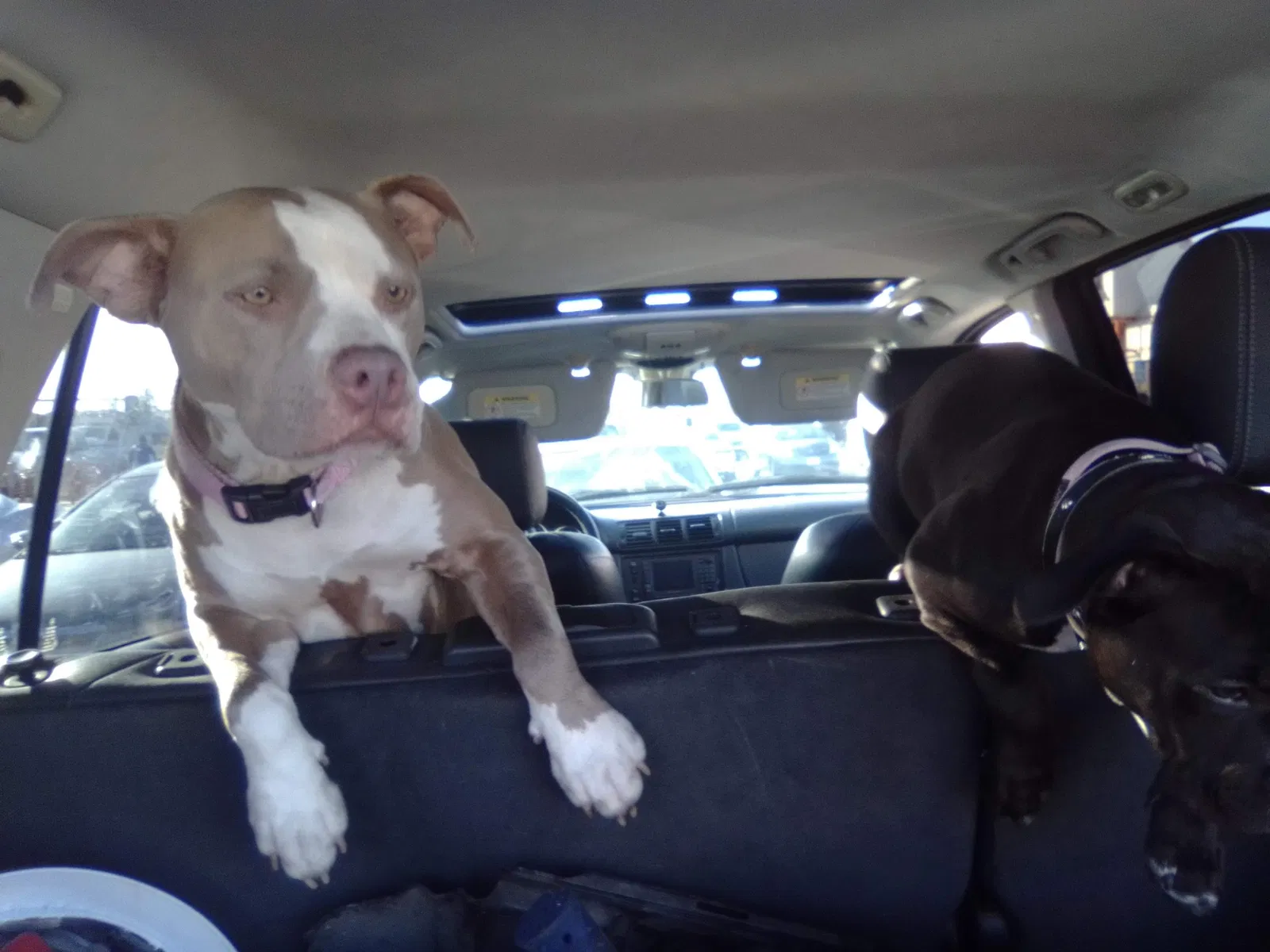 Lost dog in Gardena, CA, 90247