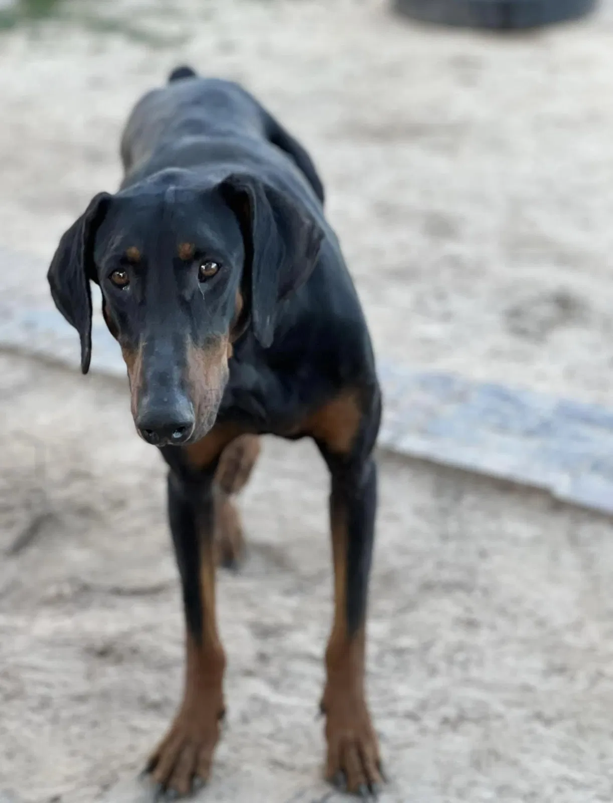 Lost dog in Cleveland, TX, 77327