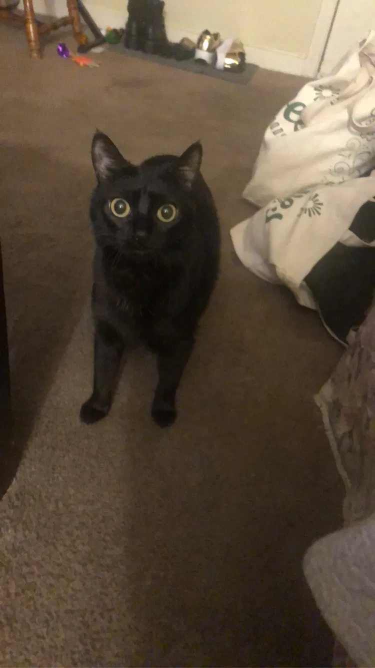 Lost cat in Charleston, SC, 29406