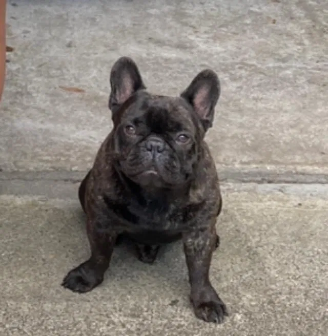 Lost dog in Titusville, FL, 32780