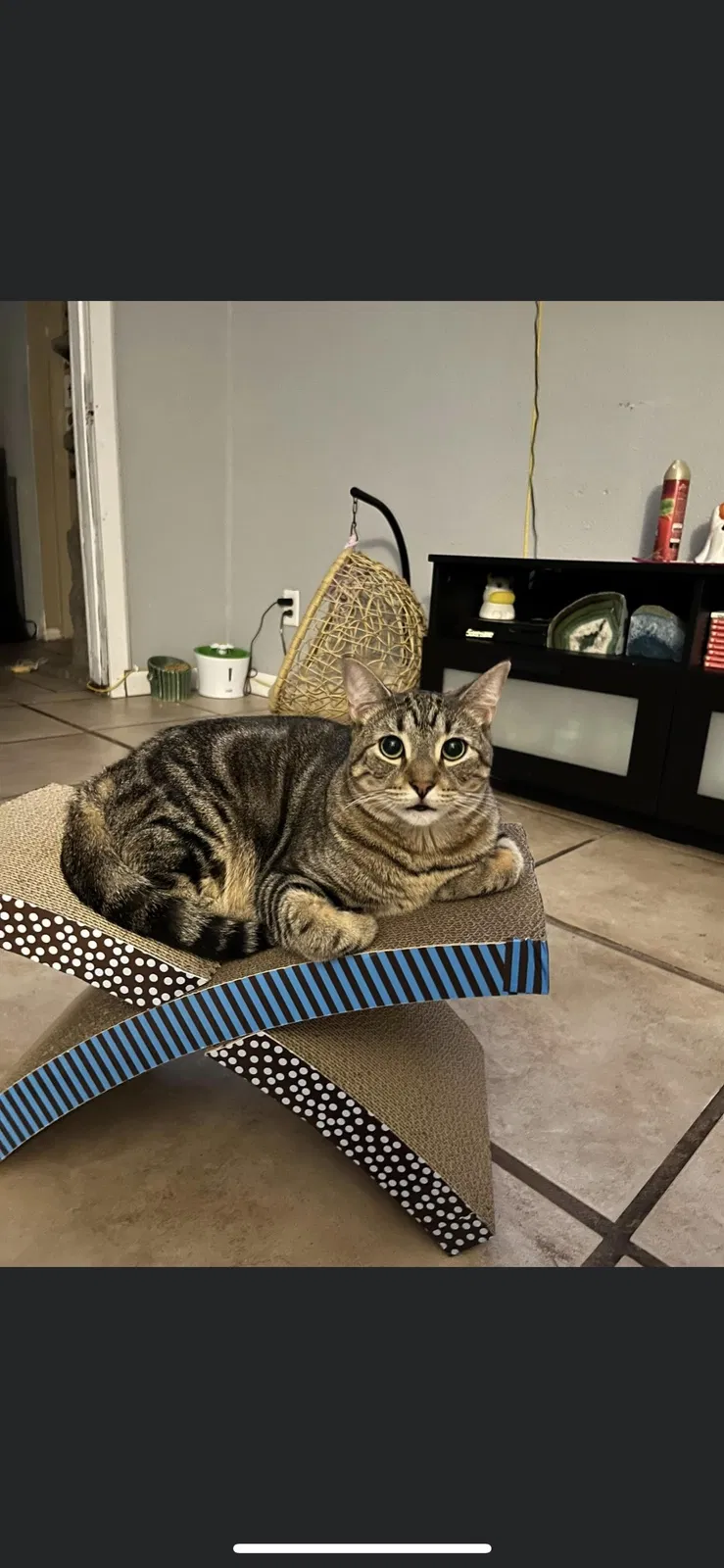 Lost cat in Compton, CA, 90221