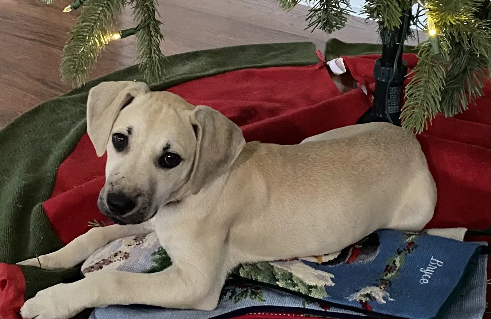 Lost dog in Winter Park, FL, 32792