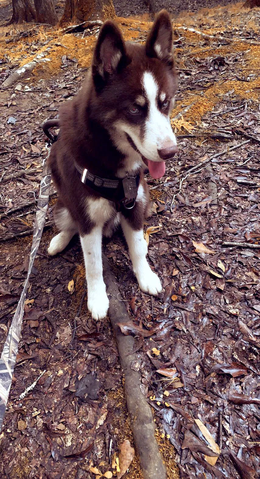 Lost dog in Cordova, AL, 35550