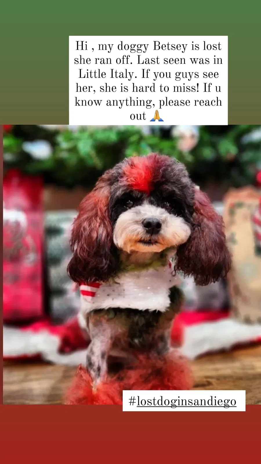 Lost dog in San Diego, CA, 92101