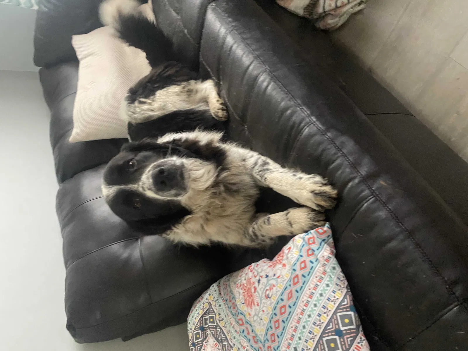 Lost dog in Kingston, GA, 30145