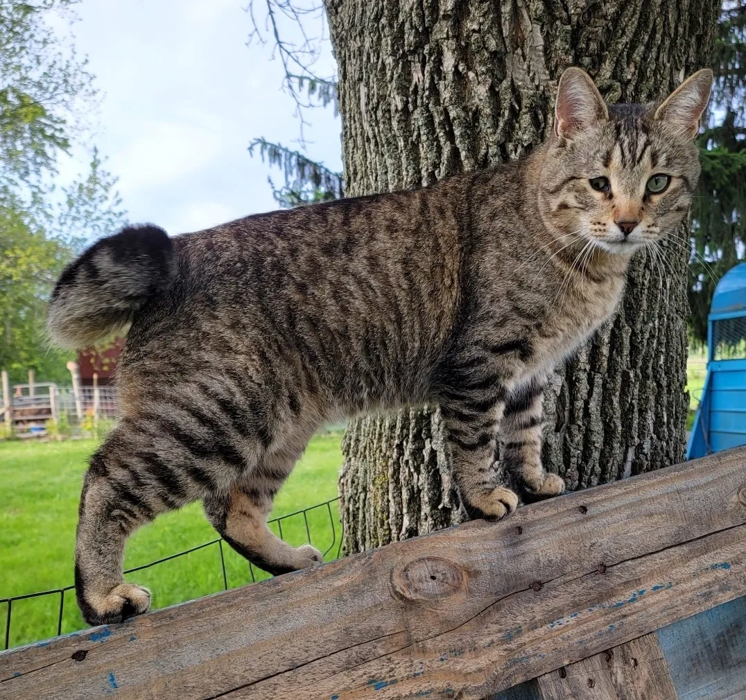 Lost cat in Orlando, FL, 32830